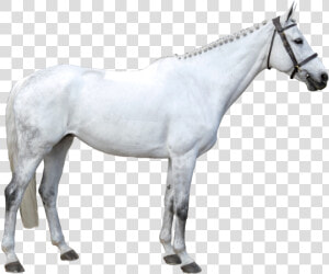 Latina   Stallion  HD Png Download