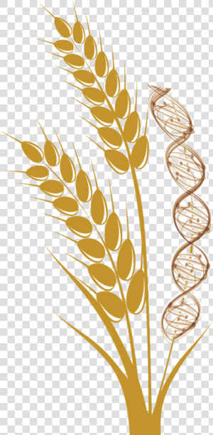 Wheat Stalk Png   Wheat  Transparent Png