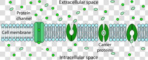 Extracellular Space Vs Intracellular Space  HD Png Download