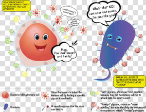 The Sugars On Our Cells And On Bacterial Cells Label   Sugar Cells  HD Png Download