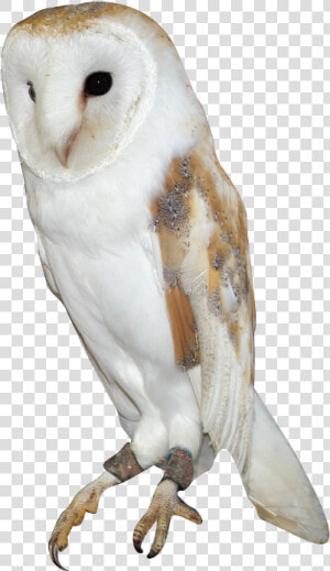 Barn Owl Png Background Image   Barn Owl Png  Transparent Png