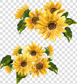 Transparent Girasol Clipart   Painted Yellow Flowers  HD Png Download