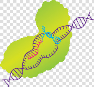 His Work Raises Ethical Concerns From Scientists Around   Crispr Cas9 Clip Art  HD Png Download