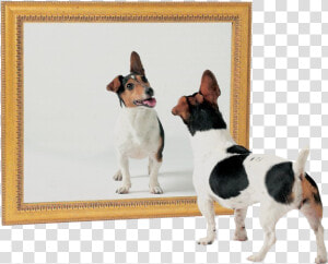 Cachorros Se Identificam Em Um Espelho   Dog And Mirror  HD Png Download