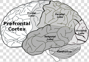 Prefrontal And Parietal Cortex  HD Png Download