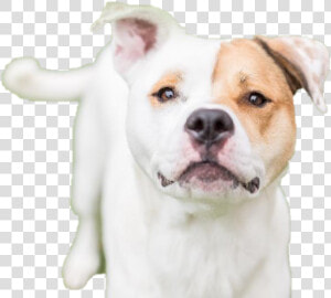 Dog Looking Png Hd   White Staffy Red Eye Patches  Transparent Png