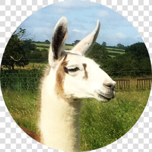 Luca   Llama  HD Png Download