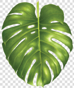 Transparent Monstera Leaf Png   Philodendron Png  Png Download