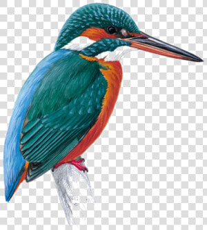 Kingfisher Png Free Download   Kingfisher Bird  Transparent Png