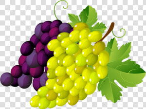 Transparent Clipart Image Grapes Png Clipart Green   Grapes Clipart Transparent Background  Png Download