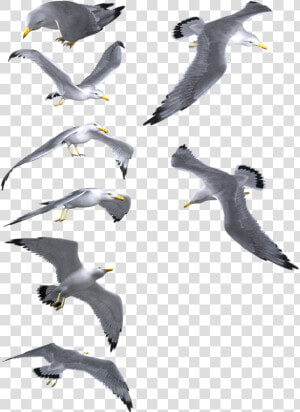 Flying Seagull Png   Seagulls In Flight Png  Transparent Png