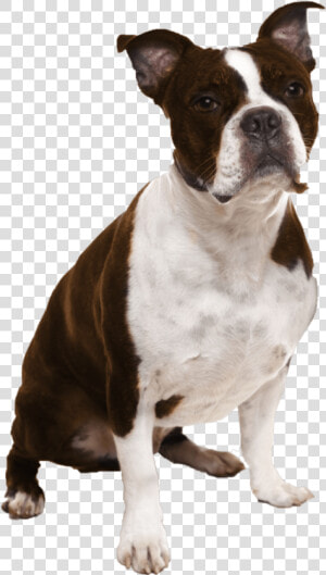 Short Nose Dog Breeds  HD Png Download