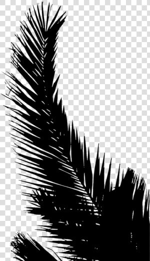 Palm Trees Line Silhouette Leaf Sky   Palm Tree Leaves Silhouette  HD Png Download