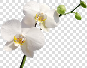 9 Png  White Orchid   White Orchids Orchid Png  Transparent Png