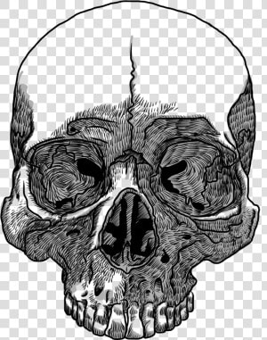 Skull Drawing Transparency And Translucency Clip Art   Transparent Background Skull Drawing Png  Png Download