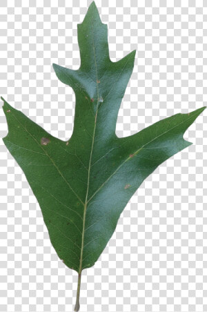 Southern Red Oak Tree Leaves  HD Png Download