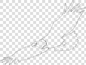 Harpy Eagle Clipart Easy Drawing   Sketch  HD Png Download