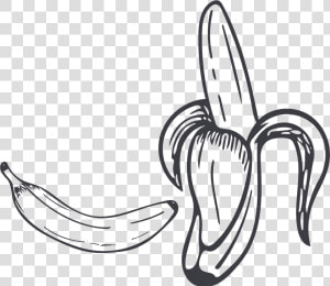 Collection Of Free Contour Drawing Banana Download   Black And White Banana Png  Transparent Png