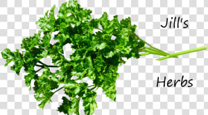 Parsley Herb   Pure Herbs  HD Png Download