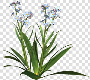 Transparent Potted Flowers Png   Plantes Fleurs   Png  Png Download