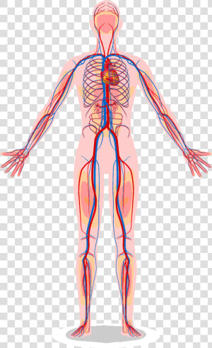 Vascular System   Human Heart Body Diagram  HD Png Download