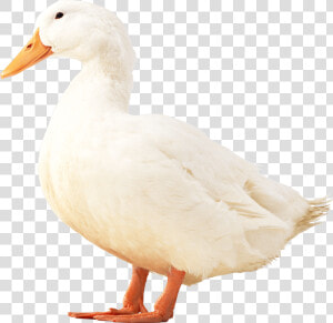 Duckling Png  Transparent Png