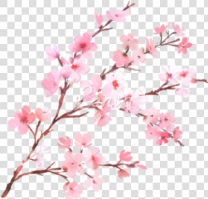 Clipart Png Download Cherry Blossom Free Png Transparent   Cherry Blossom No Background  Png Download