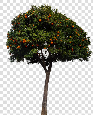 Oranges  Orange Tree  Tree  Fruits  Nature   Spanish Orange Tree  HD Png Download