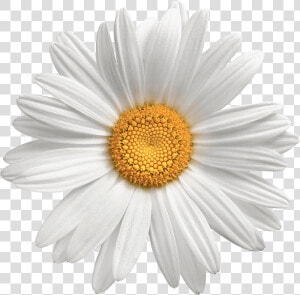 Daisy Flowers Png Photo Background   Daisy Flower No Background  Transparent Png