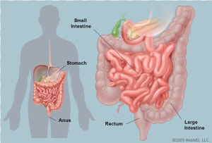 Cholera In The Small Intestine  HD Png Download