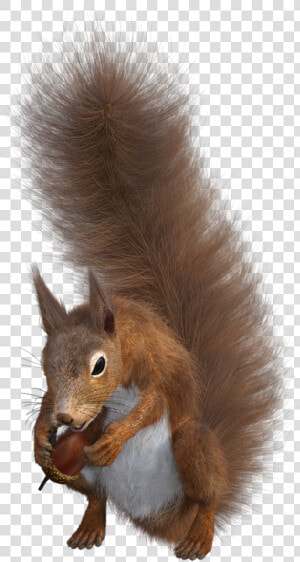 Squirrel Rodent Sciurus Free Photo   Fox Squirrel  HD Png Download