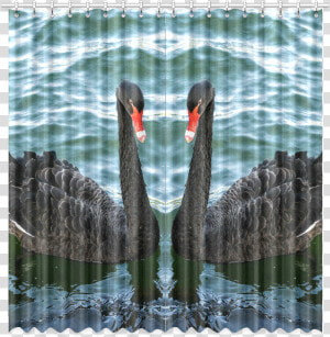 Peaceful Black Swan Window Curtain 52 X108   Black Swan  HD Png Download