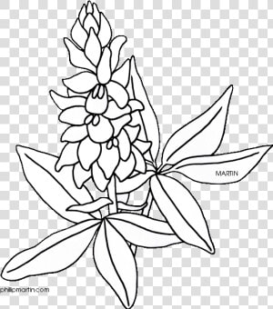 Flower Clipart Coloring Page Png Freeuse Bluebonnet   Drawing Texas State Flower  Transparent Png