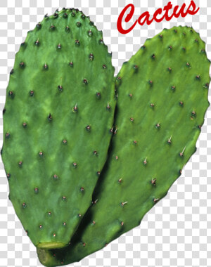 Cactus Png Image   Nopal Png  Transparent Png