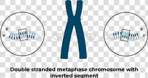 Chromosome With Inversion   Circle  HD Png Download