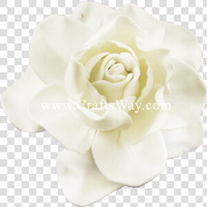 Fsh606 Gardenia Type E   Garden Roses  HD Png Download