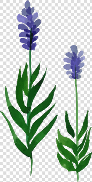 Hyacinth  HD Png Download