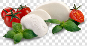 Transparent Mozzarella Png   Burrata Png  Png Download