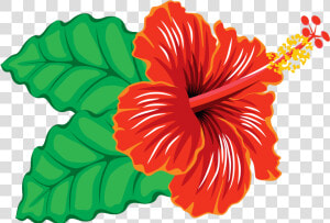 Hawaiian Hibiscus   Png Download   Hawaiian Hibiscus  Transparent Png