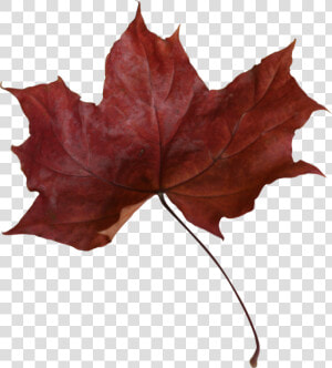 Maple Leaf Png Transparent Picture   Dead Red Maple Leaf  Png Download