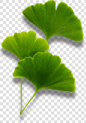 Maidenhair Tree  HD Png Download