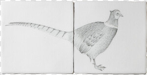 Pheasant 2 Tile Panel A By Marlborough Tiles   Ring necked Pheasant  HD Png Download