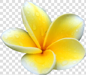 Download Plumeria Png Picture For Designing Projects   Transparent Background Plumeria Png  Png Download