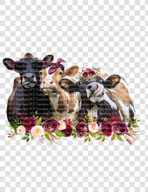 Heifer Sublimation  HD Png Download