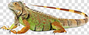 Iguana Clipart Colorful   Iguvana Png  Transparent Png