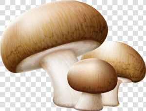 Drawing Shrooms Shiitake Mushroom   Transparent Background Mushroom Clip Art  HD Png Download