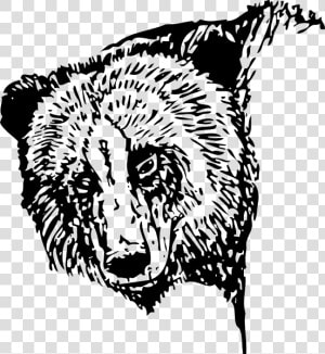 Bear Head Drawing Svg Clip Arts   Bear Line Drawing Transparent  HD Png Download