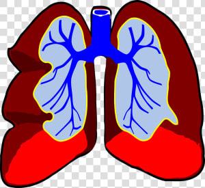 Lungs  Organ  Biology  Respiratory  System  Body  Air   Lung With Cancer Clipart  HD Png Download