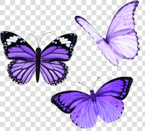  butterfly  butterflies  purple  aesthetic  tumblr   Purple Aesthetic Stickers Butterfly  HD Png Download