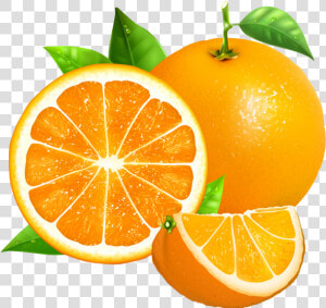 Oranges Vector  HD Png Download